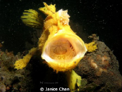 This shot was taken during a muck diving at Bunaken. It w... by Janice Chan 